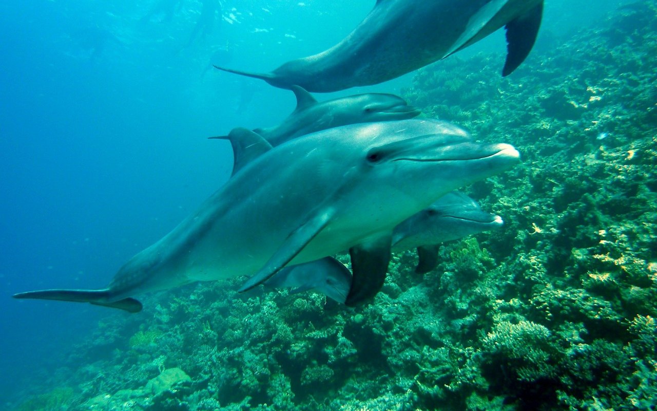 Homosexualität ist bei Delfinen relativ häufig.