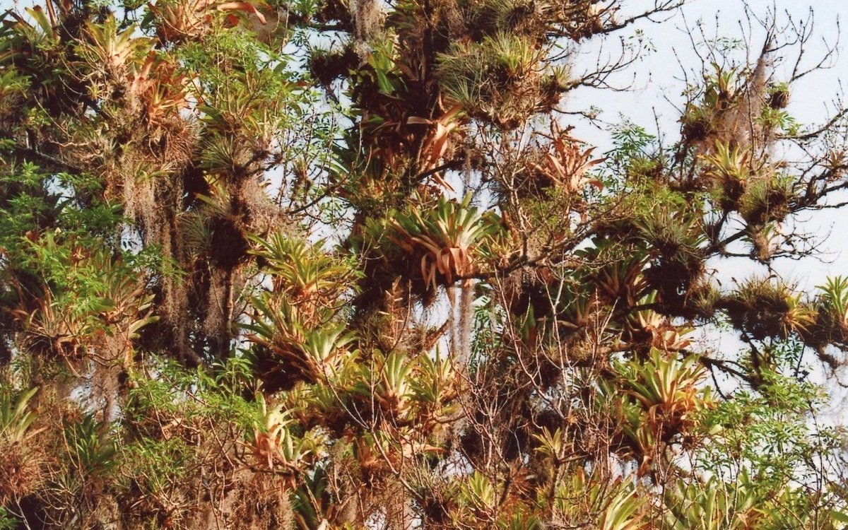 Ein Blick in den Lebensraum der Goldmaskenamazone: Baumkrone voller Epiphytenbewuchs in Venezuela. 