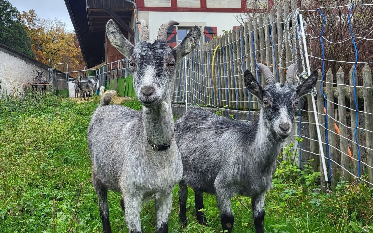 Zwei junge Bergziegen kommen neugierig heran.