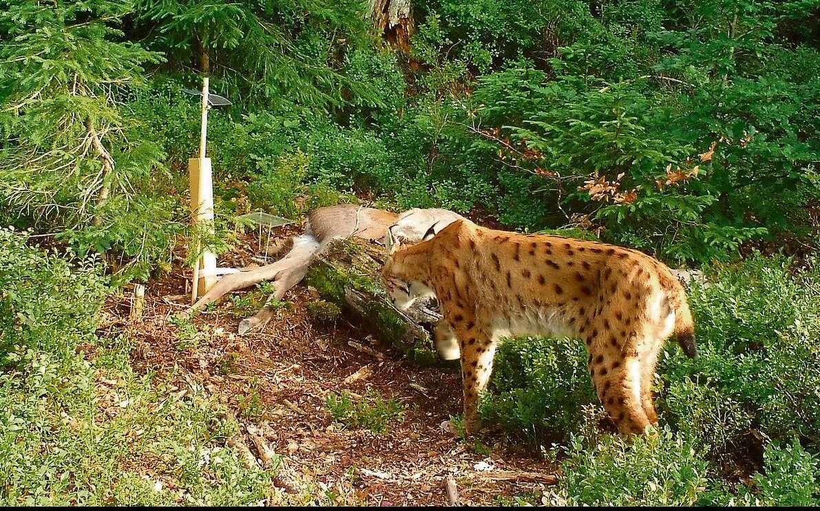 Luchse machen sich gerne an frischen Kadavern zu schaffen.
