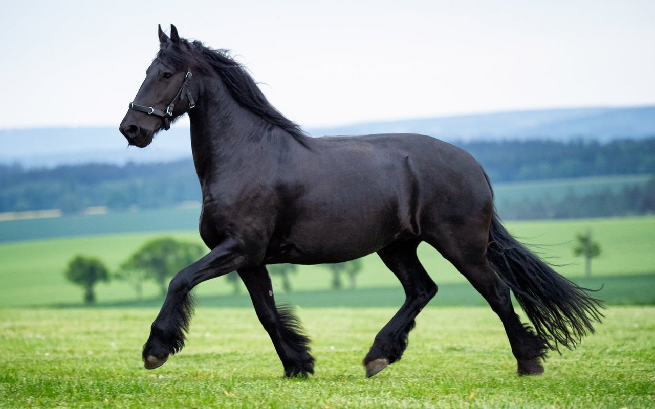 Bekannt sind Friesen für ihre ausgeprägte Beinaktivität. 