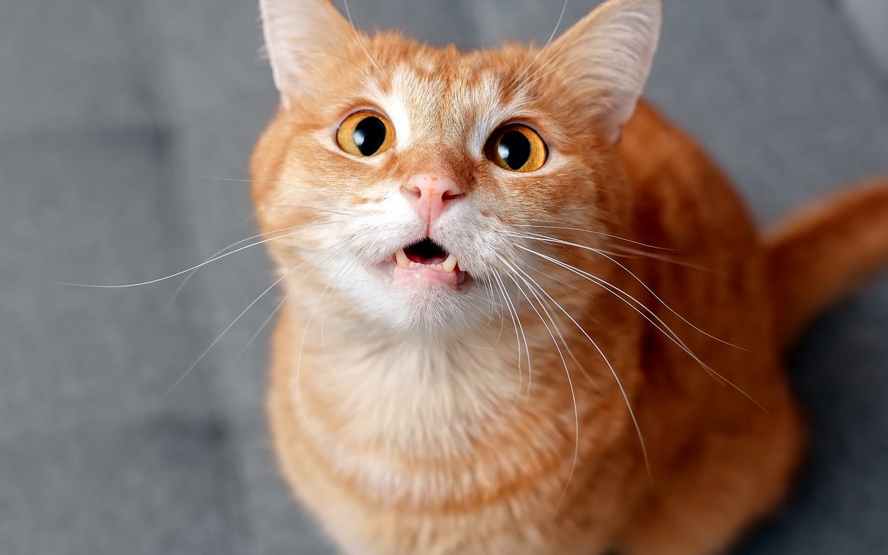 Katzen können auch aus Freude oder Entspannung sabbern.