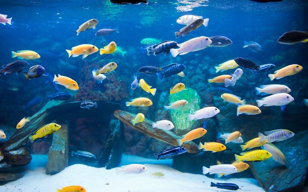 Das Wasser in den ostafrikanischen Seen, wo die Buntbarsche leben, ist hart. Buntbarsche sollten in einem Artaquarium gepflegt werden.  