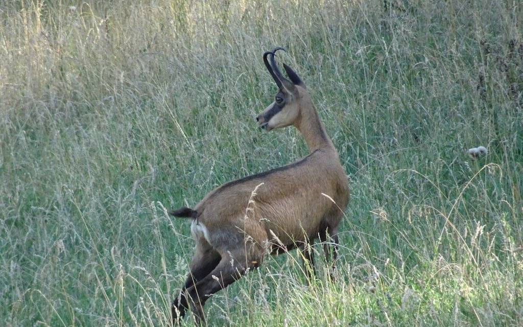Gämsen leben in den Jurafelsen und weiden gerne Gras. 