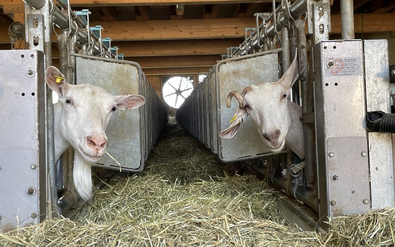 Saanenziegen sind vorwitzige und neugierige Tiere.