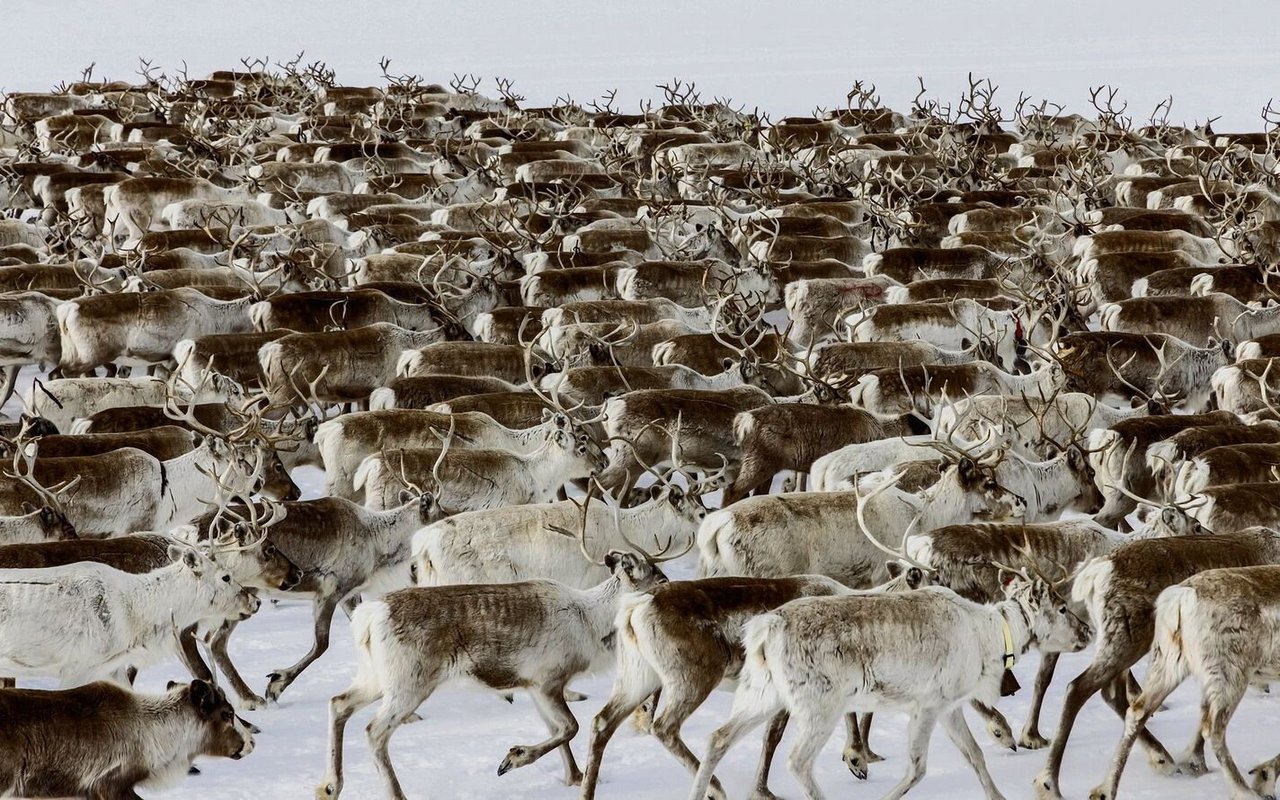 Rentierherden in Lappland ziehen für den Winter ins Innere des Landes und im Frühling wieder an die Küste. 