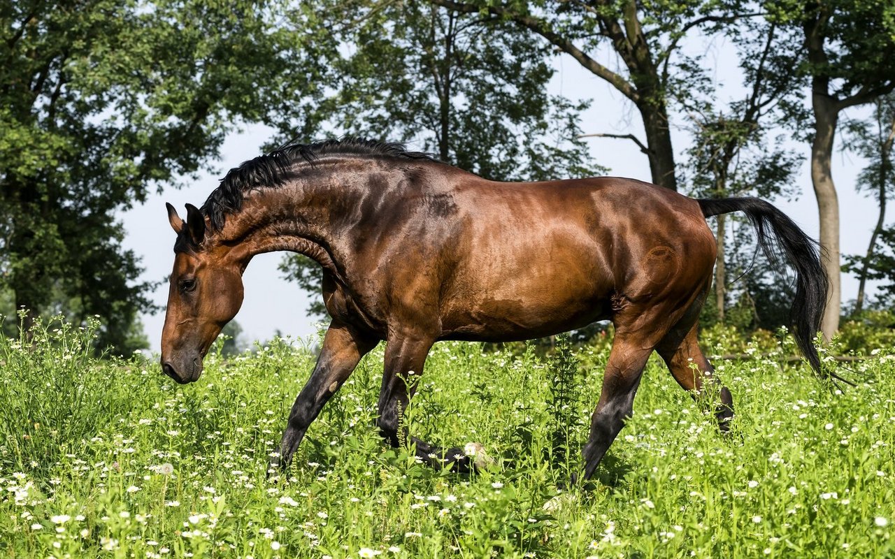An diesen Maremmano Hengst erkennt man den klassischen Körperbau: kompakt, muskulös und die abfallende Kruppe. 