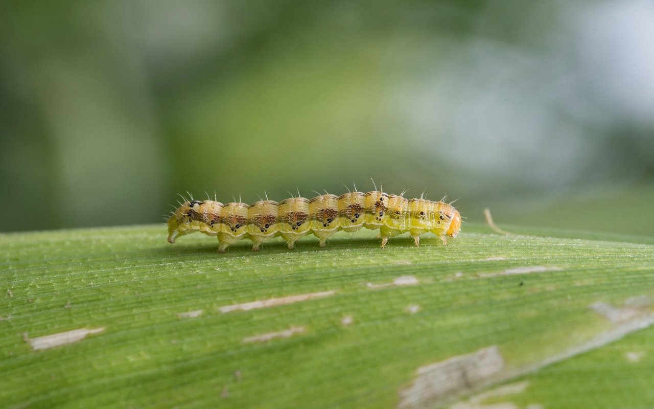 Charakteristisch für die Raupe der Baumwollkapseleule sind die Längsstreifen, die zuerst braun sind und im fortgeschrittenen Stadium zunehmend aufhellen. 