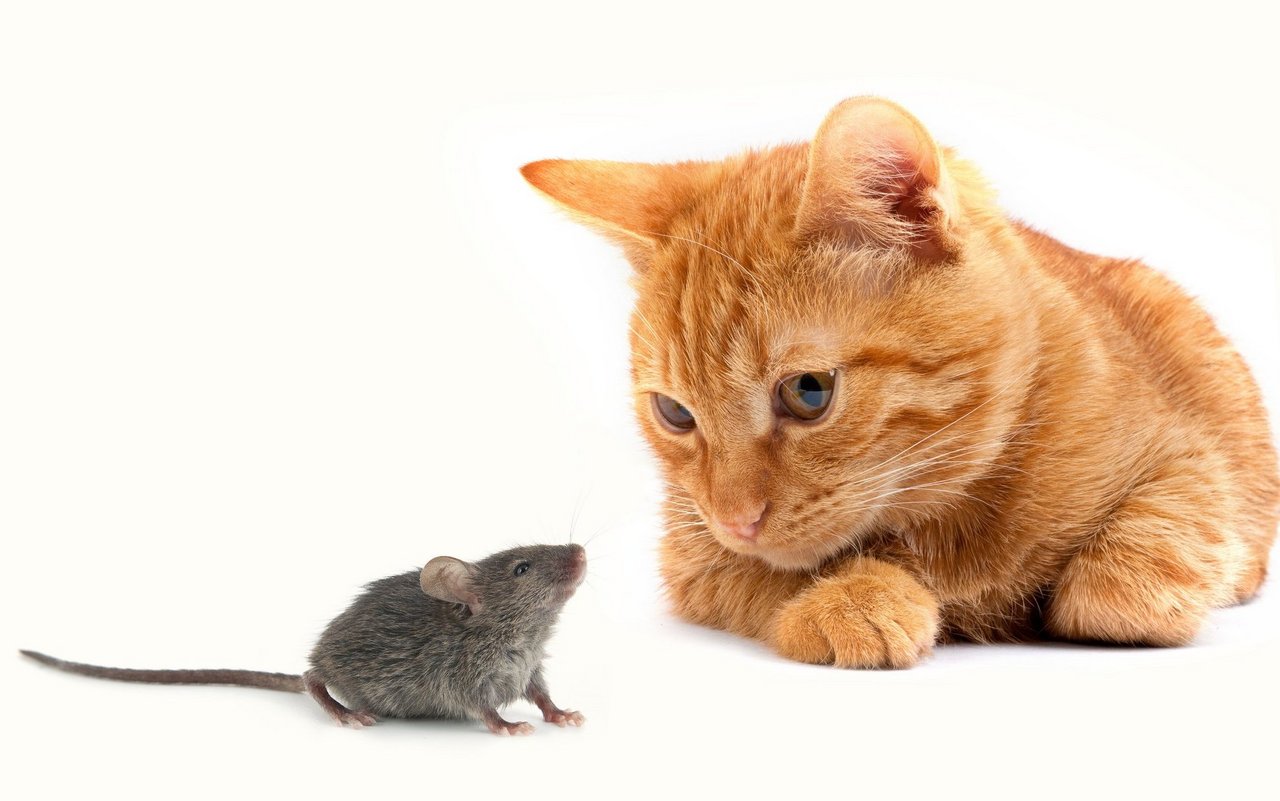 Toxoplasma gondii macht Mäuse mutig.