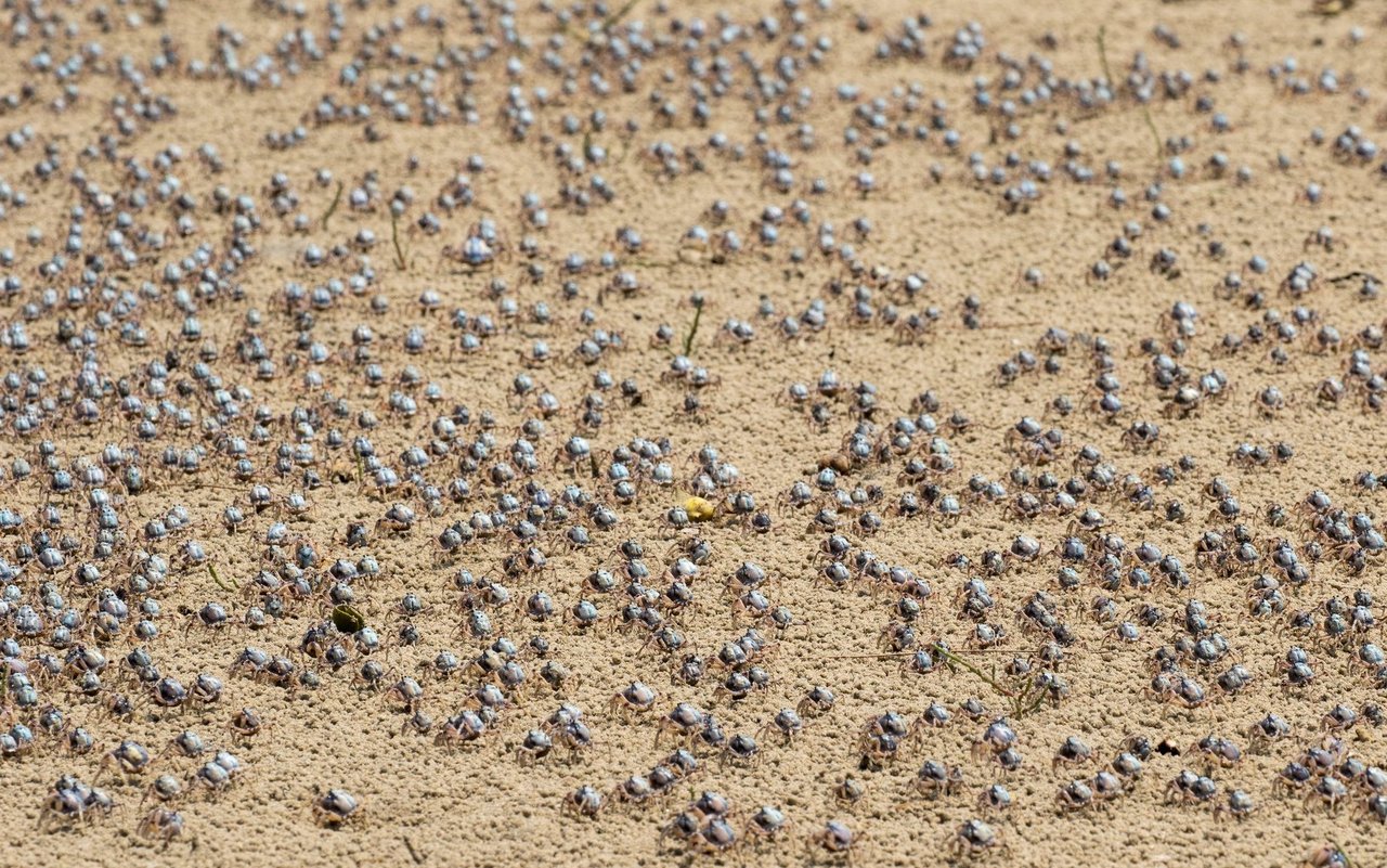 Blaue Soldatenkrabben überrennen die Strände Australiens.