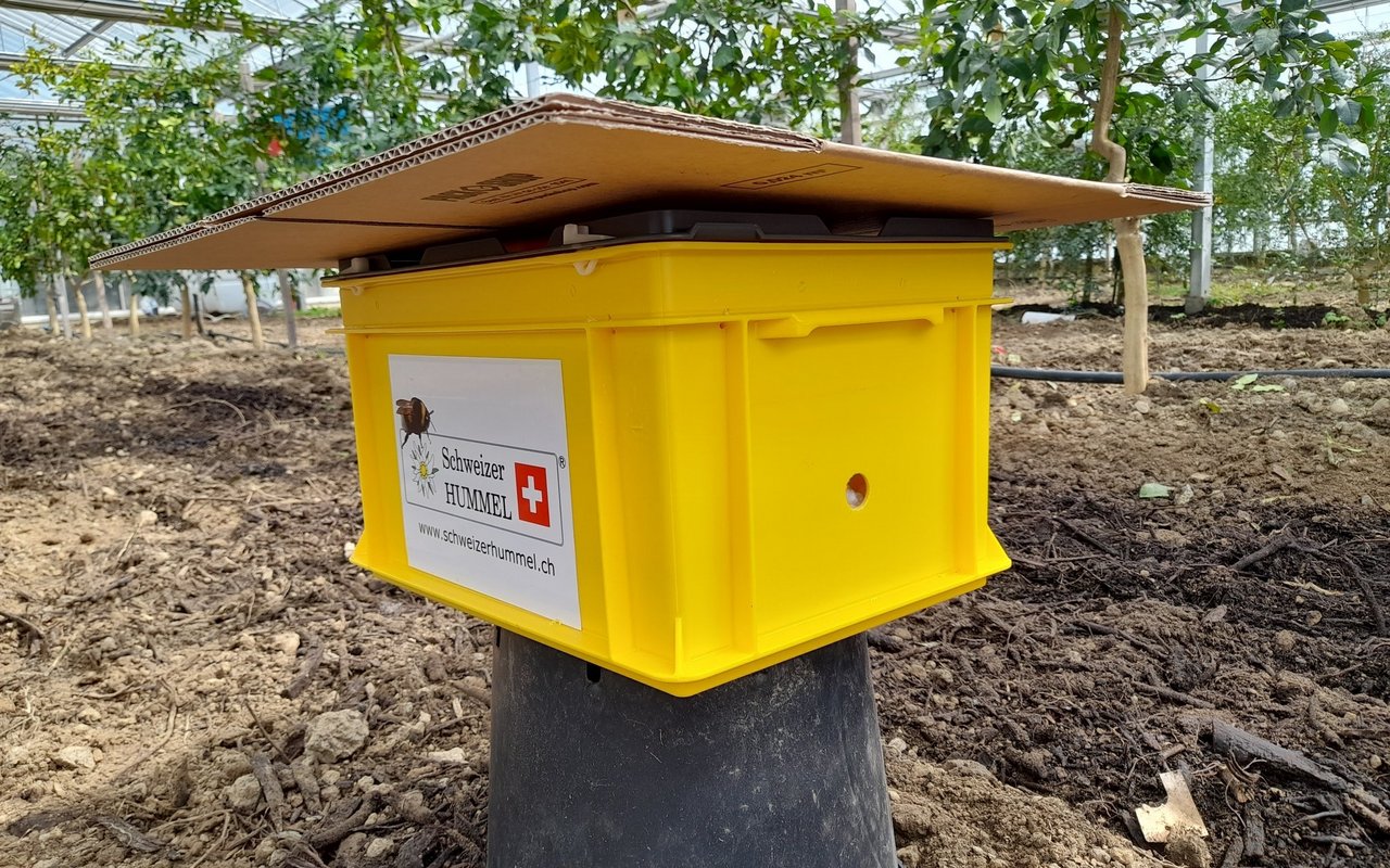 Die Hummelbox von Schweizer Hummel ist grösser als die der importierten. Dadurch wird das Volk grösser und bestäubt länger.