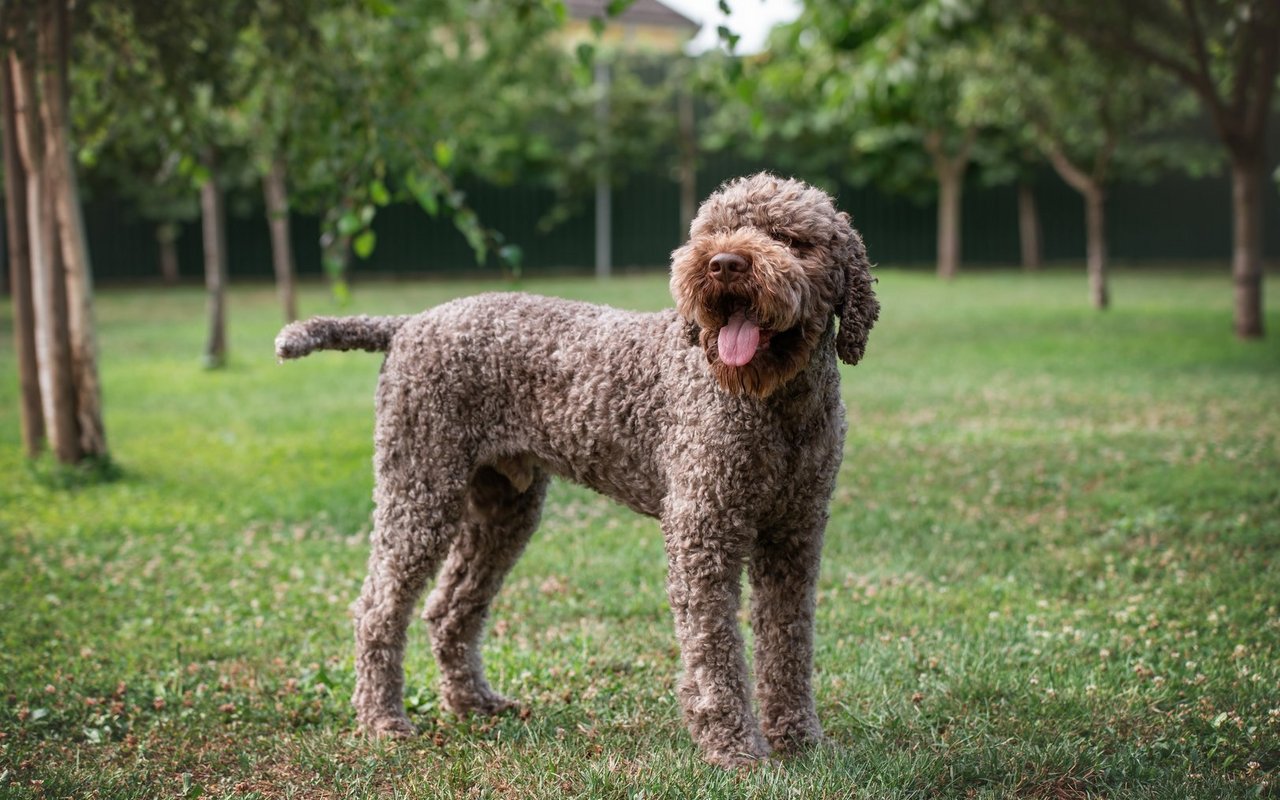 Das dichte, lockige Fell ist wasserabweisend und schützt so den Lagotto Romagnolo im Wasser. Doch statt wie früher im Wasser nach Enten zu schwimmen, nutzt er heute seine feine Nase, um Trüffel aufzuspüren.