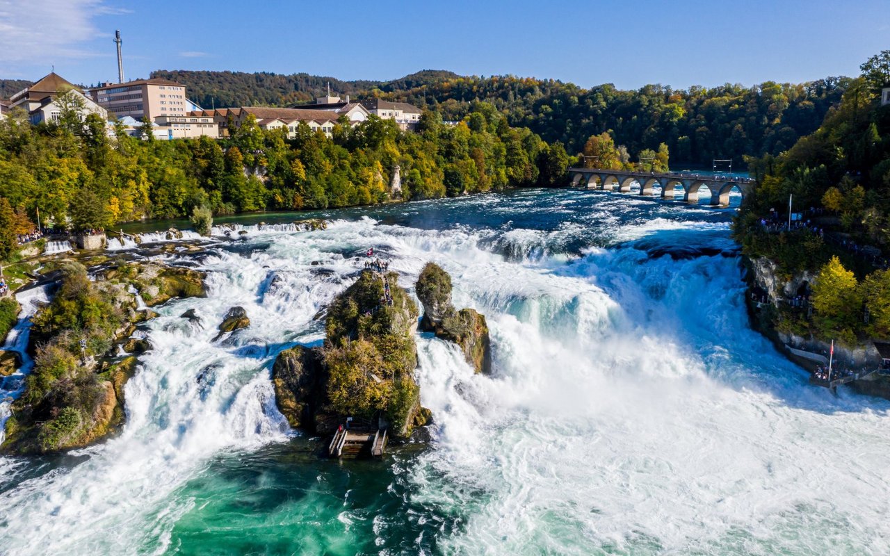 Lachse schaffen es sogar im Rheinfall stromaufwärts zu schwimmen.
