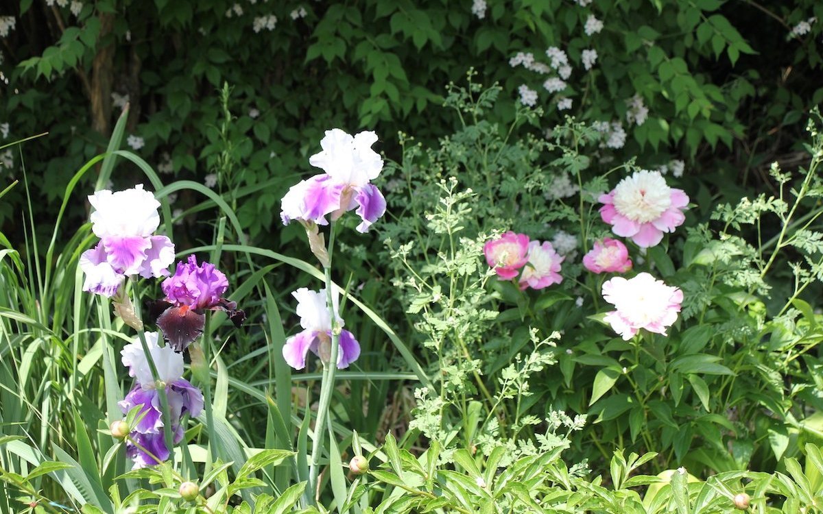 Das Ballett der Iris. 