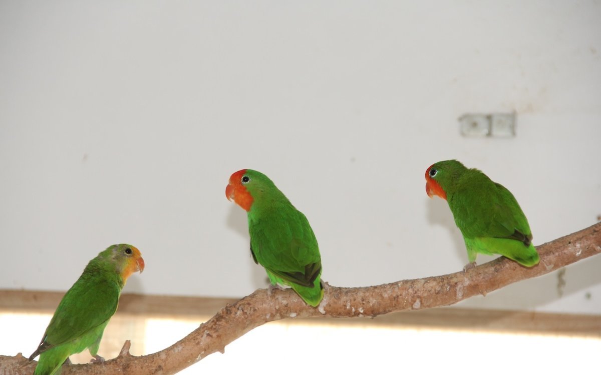 Orangeköpfchen haben das grösste Verbreitungsgebiet aller Agaporniden in Afrika. 
