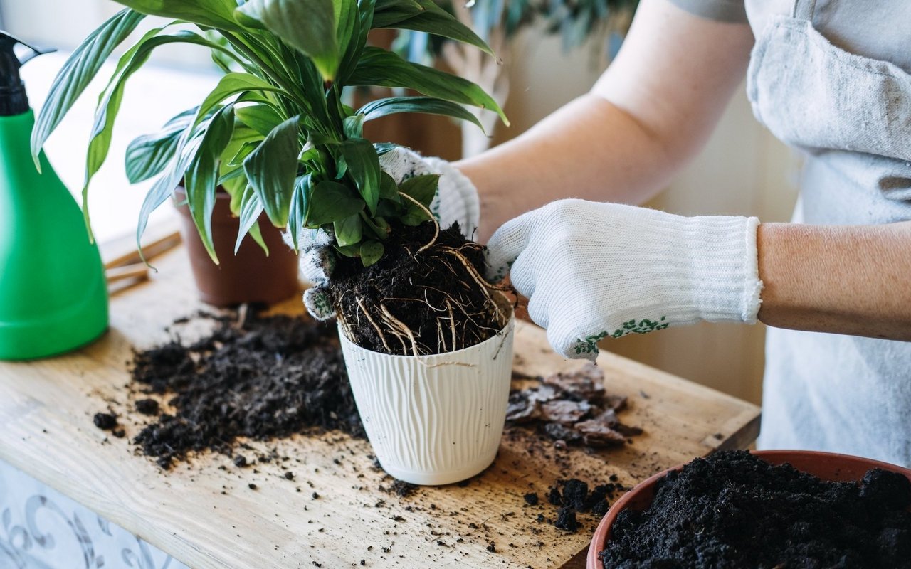 Im Frühling gibt es einiges zu tun, so dass die grünen Mitbewohner gut wachsen können.