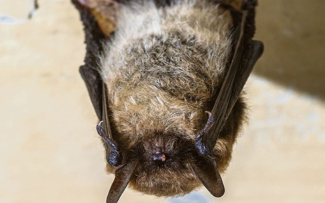 Die Bartfledermaus siedelt in der Kartause Ittigen. 