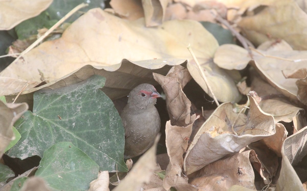 Das Männchen ist bereits in der Höhle verschwunden, das Weibchen des Braunkopfamaranten sitzt noch im Eingang.