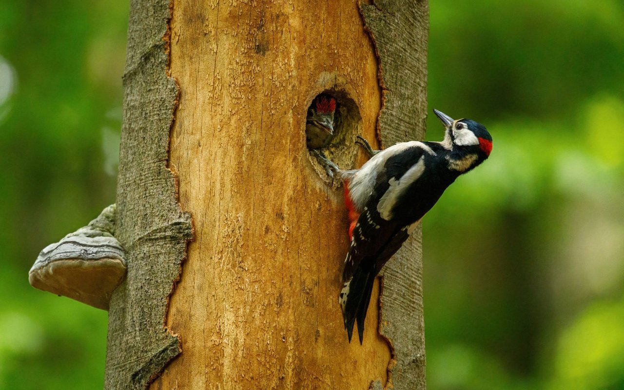 Gleich für fünf Spechtarten ist der Zürcher Hönggerberg ihr Zuhause.
