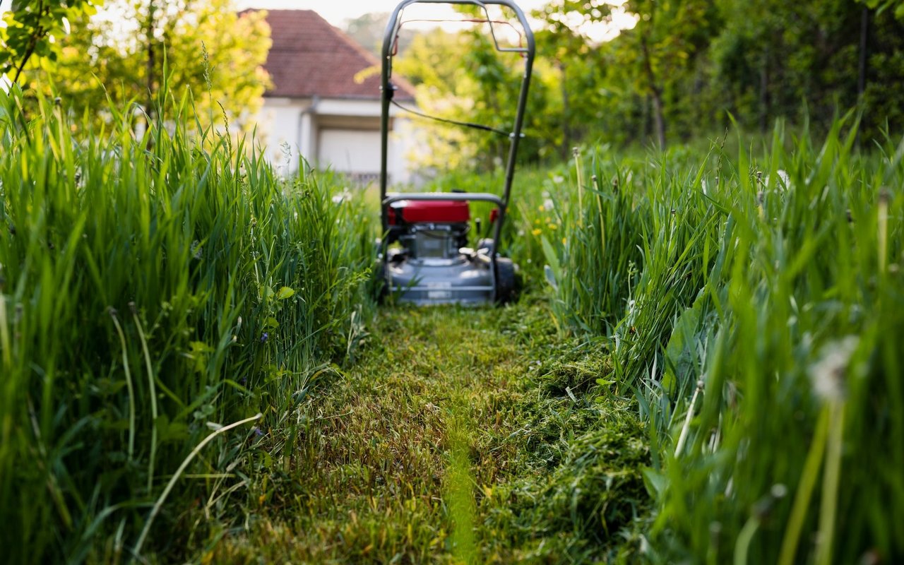 Sobald das Gras wieder spriesst, darf der Rasenmäher ran.
