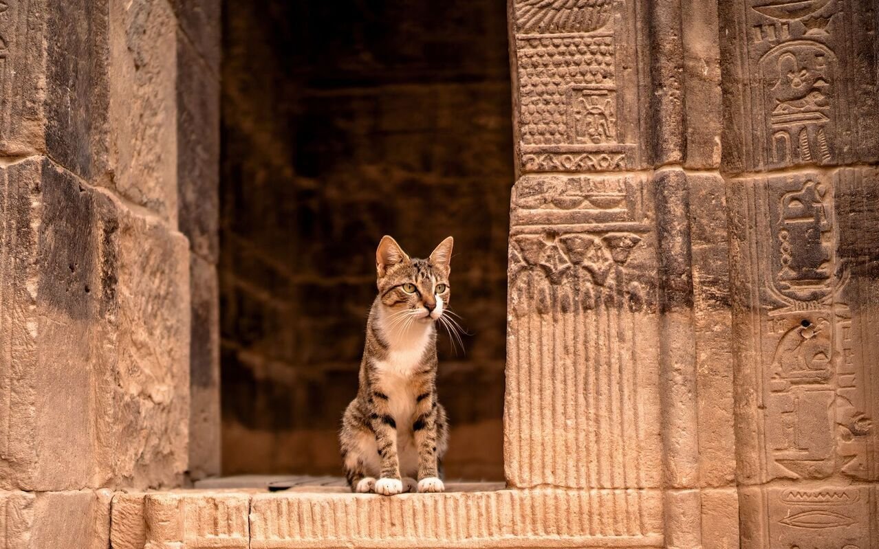 Im antiken Ägypten schaffte die Katze endgültig den Aufstieg zu einem Haustier – und sogar darüber hinaus.