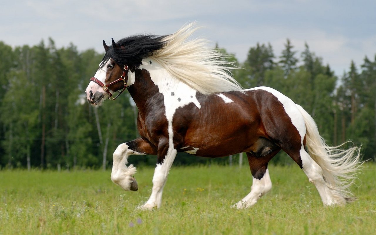 Tinker sind zuverlässige Reit- und Fahrpferde.