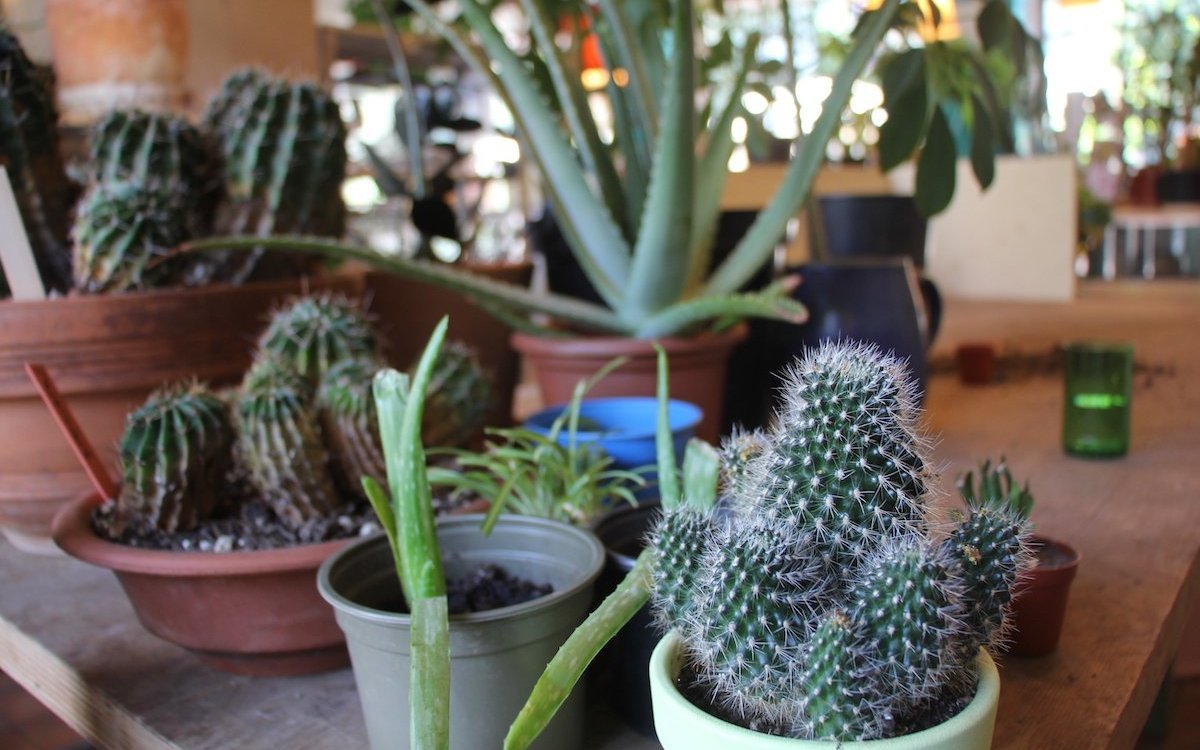 Auch Kakteen sind im Angebot des Pflanzenbrocki, darunter viele junge, die aus Ablegern gezogen wurden. 