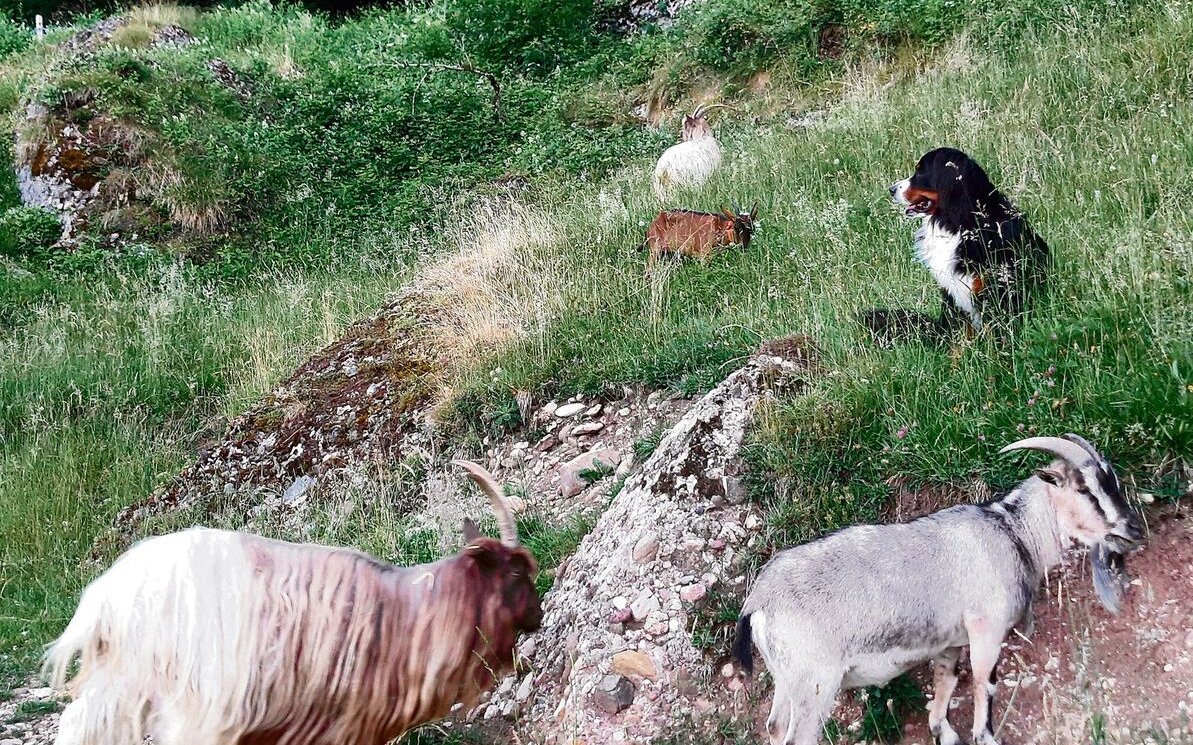 Jessica Antusch, Barbara Michel und Hannes Schicker engagieren sich für einen respektvollen Umgang mit Tieren.