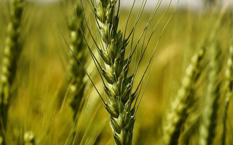 In der nationalen Genbank in Changins ist die weltweit grösste Dinkelsammlung mit über 2000 Sorten untergebracht. 