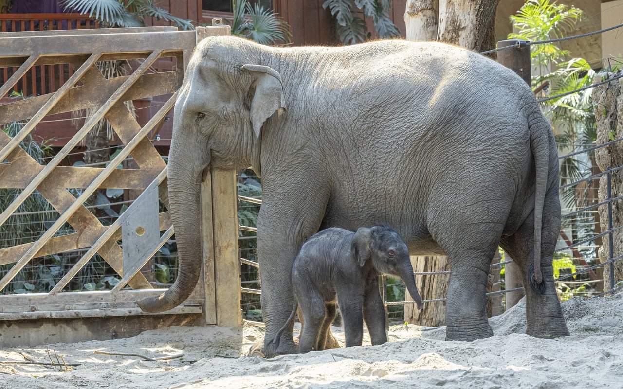 Zali mit seiner 19-jährigen Mutter Farha, wenige Tage nach seiner Geburt.