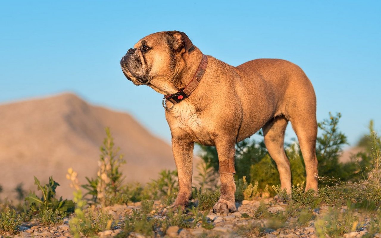 Der Continental Bulldog ist ein kompakter, kräftiger Hund mit kurzem Fell und typischem Bulldog-Ausdruck.