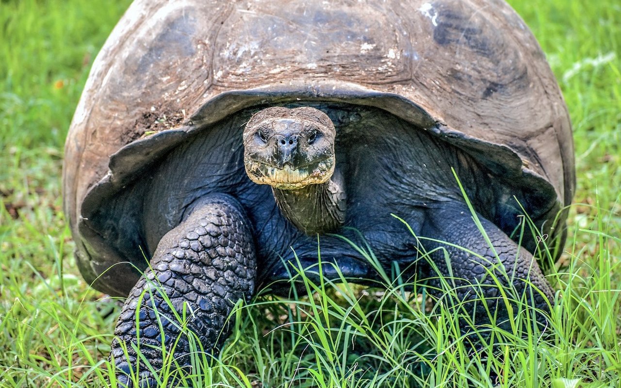 Letztmals wurden vor über 100 Jahren Riesenschildkröten auf der Galapagos-Insel Floreana gesichtet. (Symbolbild)