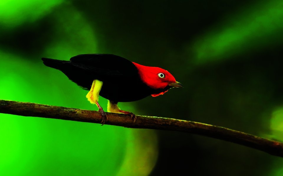 Der Gelbhosenpipra überzeugt mit raffinierten Moonwalk-Einlagen.