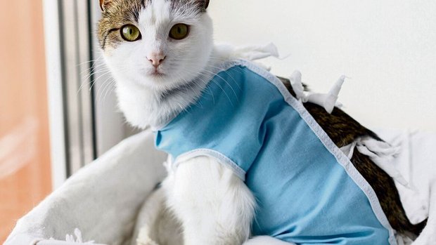 Bei Freigängerkatzen spricht besonders viel für eine Kastration – auch ausmedizinischer Sicht.