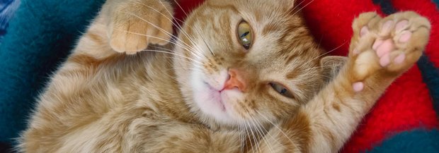 Katze mit zu vielen Zehen