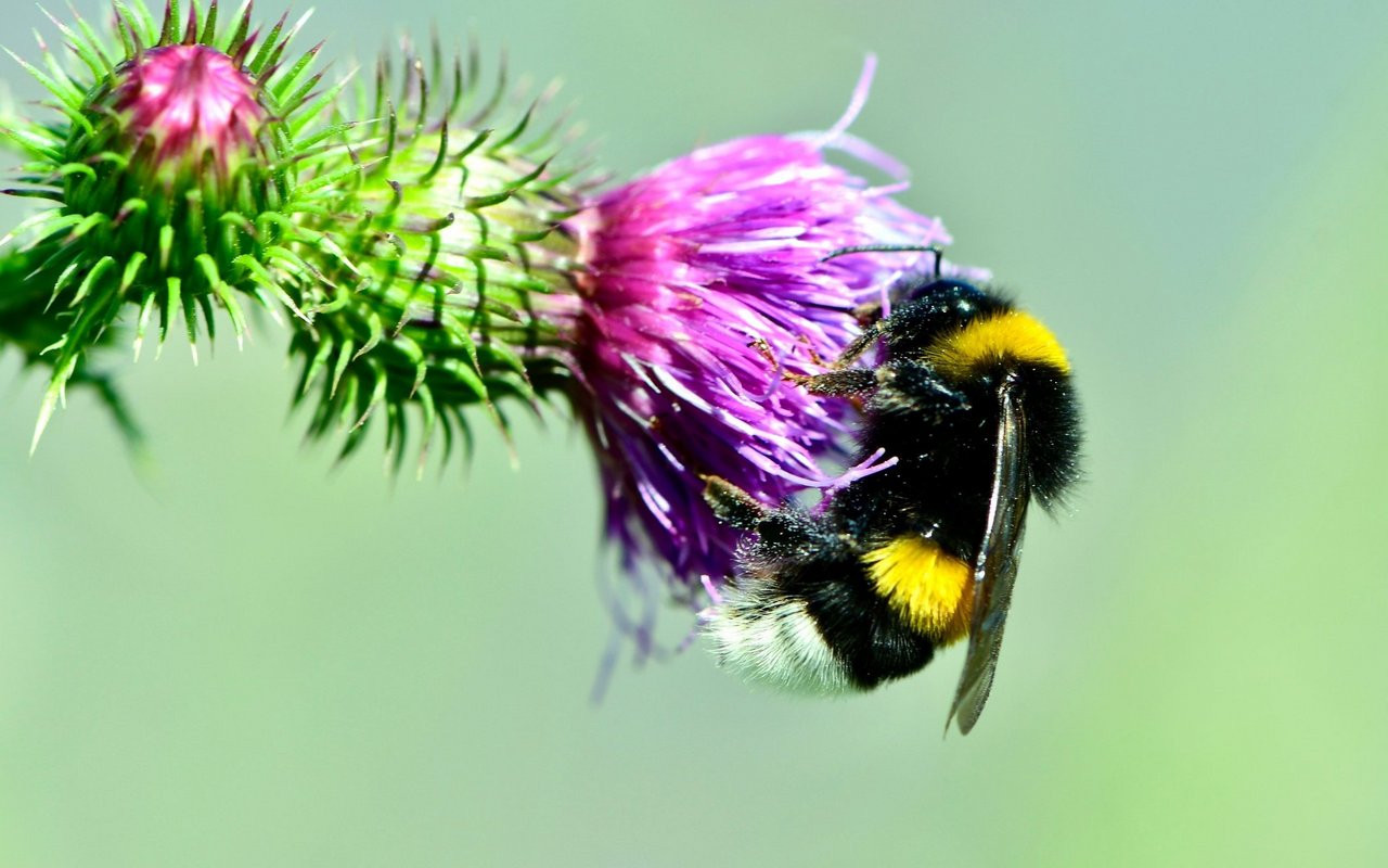 Auch Hummeln gehören zu den Bienen.