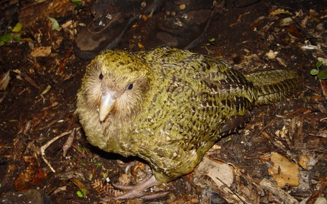 Die Flugunfähigkeit des Kakapos machen ihn besonders verletzlich.