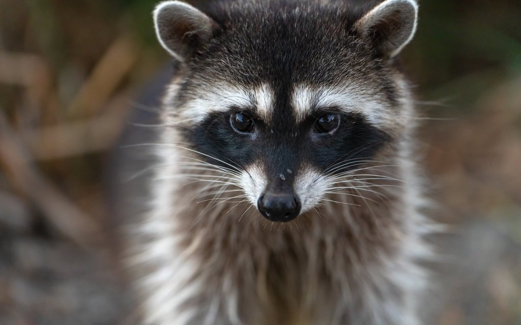 Ein Waschbär soll mehrere Schildkröten auf dem Gewissen haben.