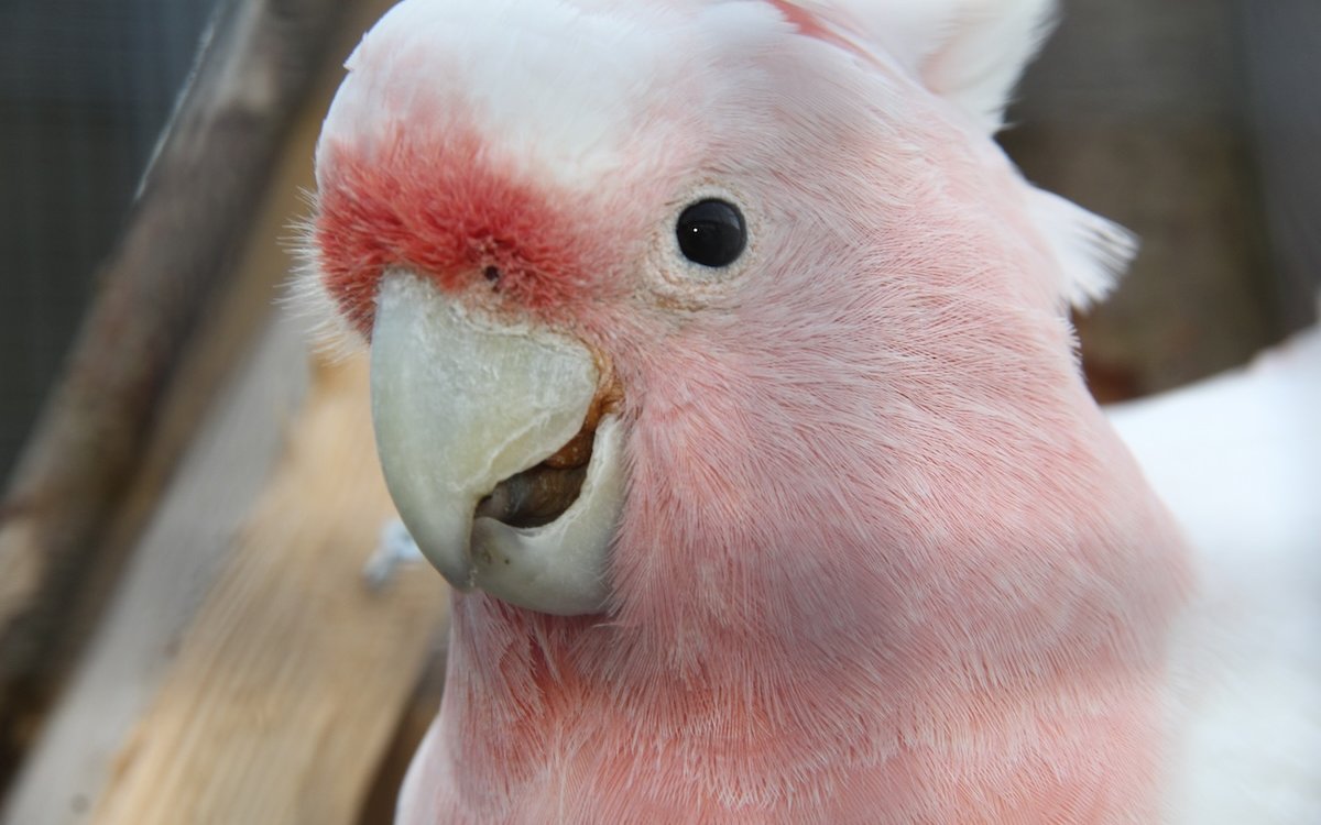 Inkakakadus gehören zu den kleineren Kakadus. In der Schweiz können sie im Vogelpark Ambigua in Zeihen AG beobachtet werden. 