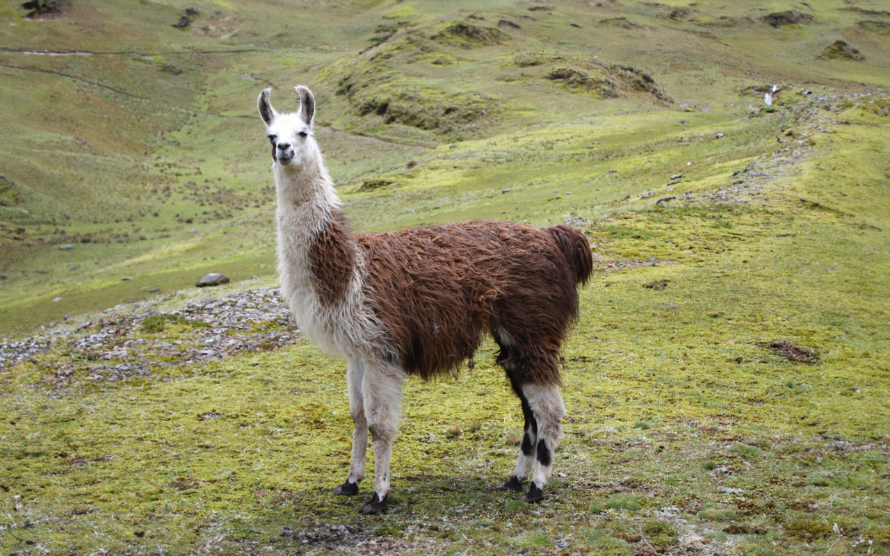 Handelt es sich hier um ein Lama oder ein Alpaka.