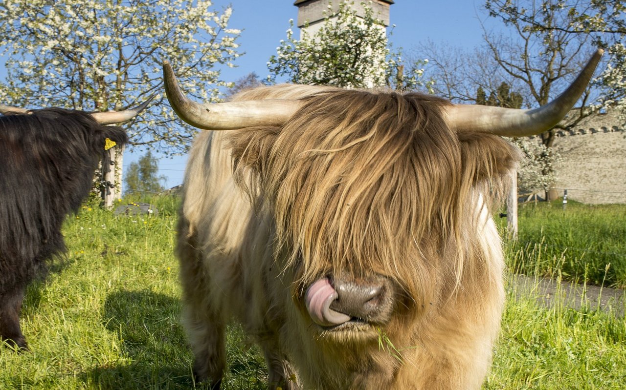 Vier Hochlandrinder leben hinter der Museggmauer.