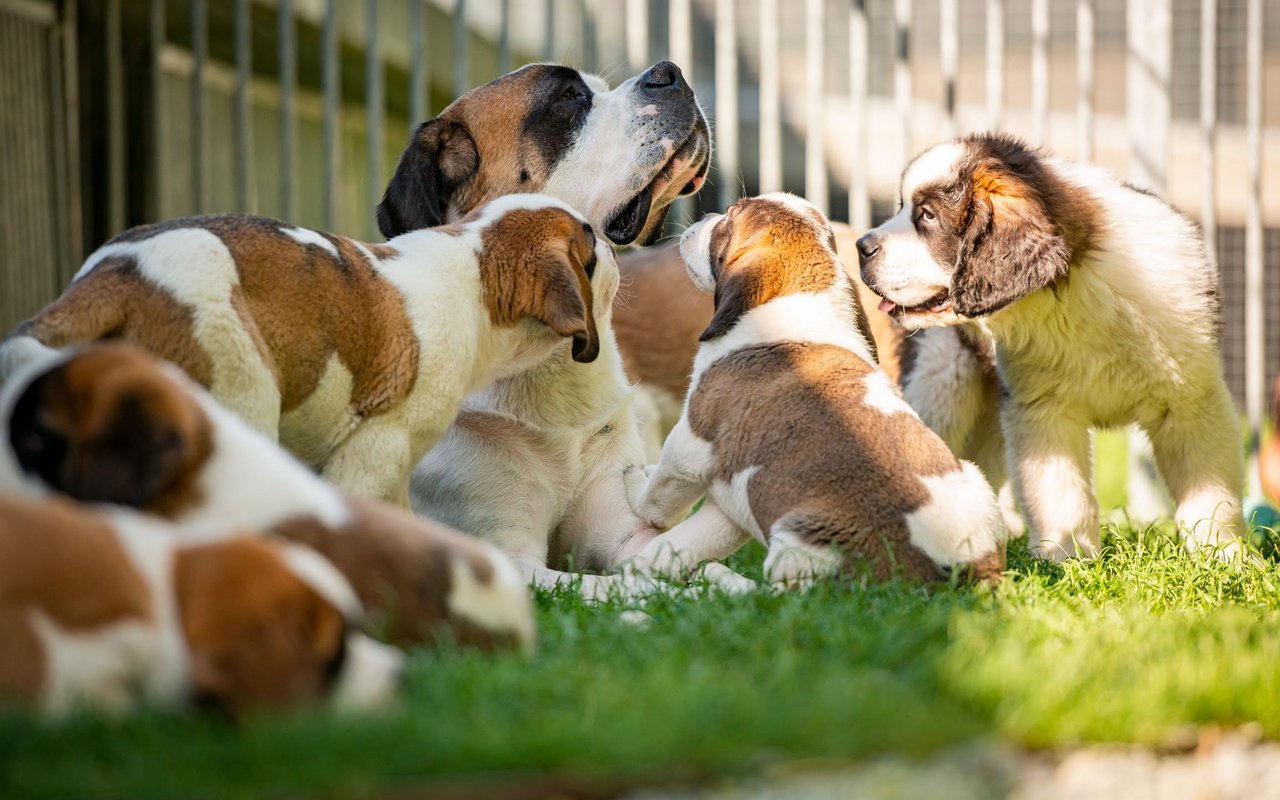 Wenn man Glück hat, trifft man dort Barry-Welpen an.  