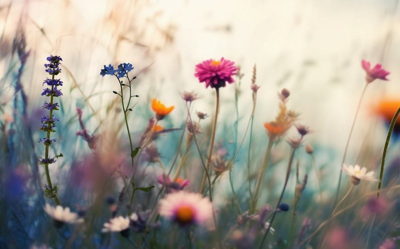 Für Samenbomben eignen sich robuste Arten wie Ringelblumen, Kornblumen, Kapuzinerkresse, Kamille, Sonnenblumen oder Klatschmohn besonders gut.