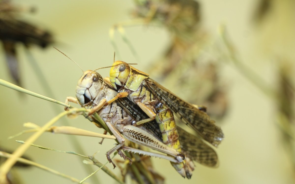 Die Zucht von Wanderheuschrecken ist aufwändig. 