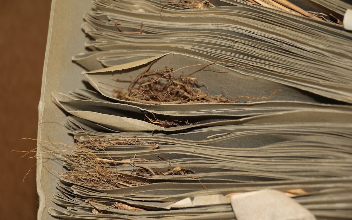 Rund 500 000 Herbarbelege befinden sich im Archiv des Botanischen Gartens der Universität Bern.