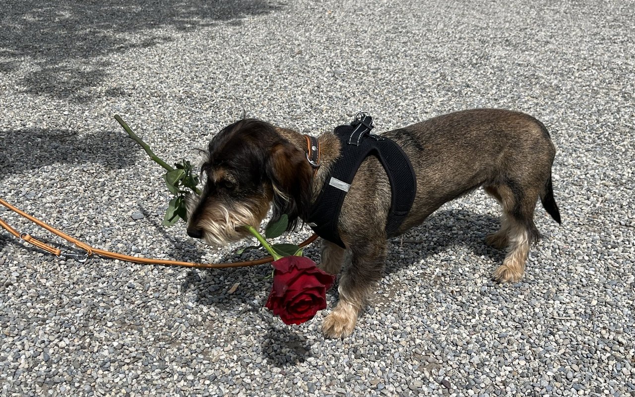Frieda präsentiert stolz die Muttertagesrose.