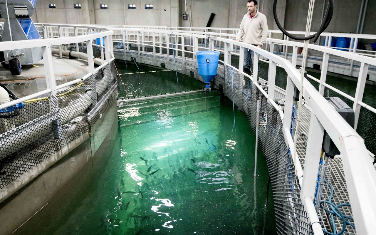 Fütterung der Junglachse im inneren Ring der Haltungsanlage. 