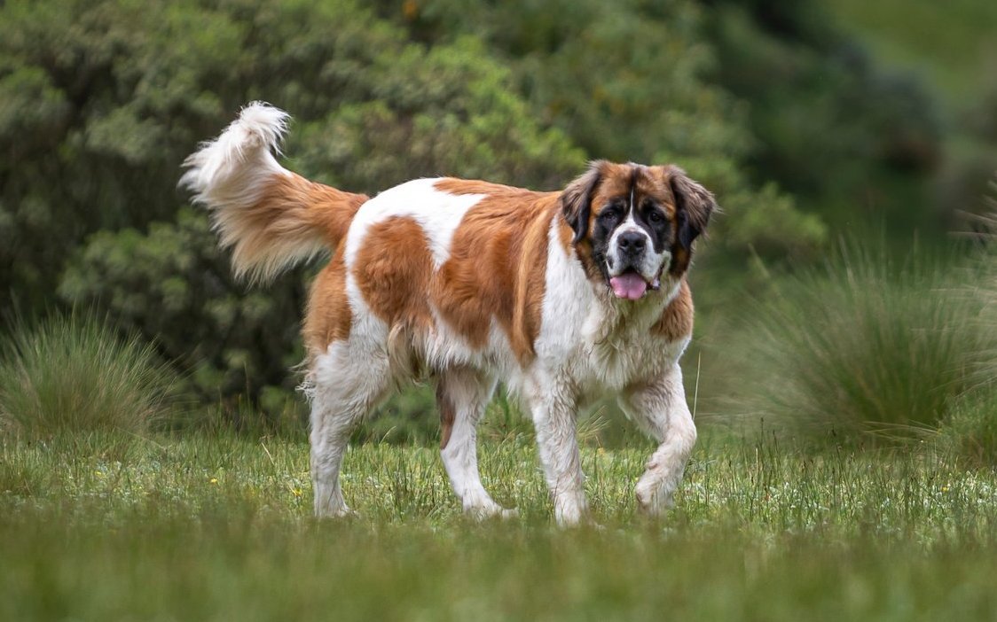 Mit seinem legendären Ruf als Alpenhund – auch ohne das umgehängte Schnapsfässchen – und dem markanten Fell bleibt der Bernhardiner eine Ikone unter den Hunderassen.