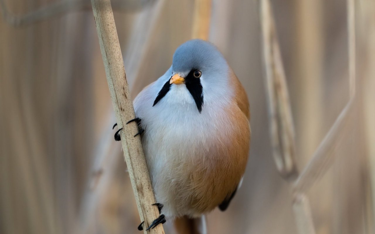 Bartmeisen sind selten leicht zu beobachten.