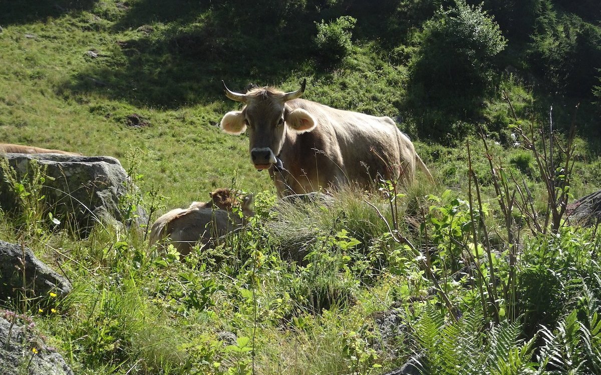 Bimmelnde Kühe in Alpweiden am Gommer Höhenweg.  